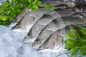 Fresh Seabass