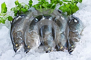Fresh Seabass