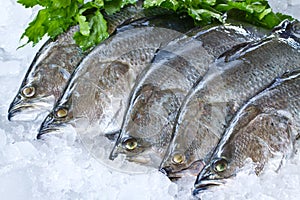 Fresh Seabass