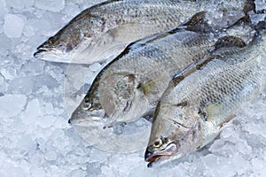 Fresh Seabass
