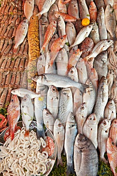 Fresh seafood background photo