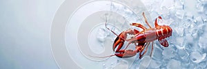fresh seafood, big red lobster lying on crushed ice, ice cubes, food preservation, light