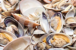 Fresh seafood, clams and cockles prepared