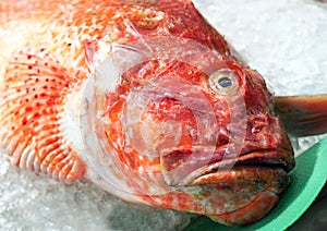 Fresh seafood - close view of red scorpionfish (Scorpaena scrofa) at Spanish seafood market