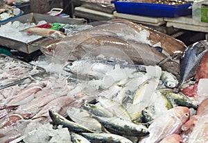 Fresh seafood at fish market in Thailand. Big choice