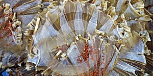 fresh seafood from the food market in kampot