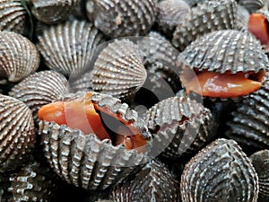 Fresh seafood, fresh scallops in supermaket awaiting purchase from people.