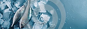 fresh seafood, herring lying on crushed ice, food preservation, blue background, copy space,