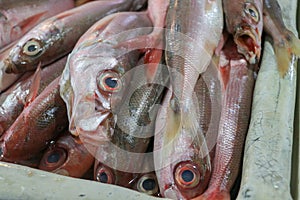 Fresh seafood on ice at the fish market. Fresh fish selling in the fish market in Jimbaran - Traditional local Pasar Ikan