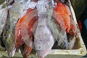 Fresh seafood on ice at the fish market. Fresh fish selling in the fish market in Jimbaran - Traditional local Pasar Ikan