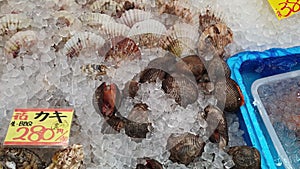 Fresh seafood on ice in Japanese fish market oyster scallop hotate blood clams selling for fresh or grill