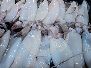 Fresh seafood including Oyster, Shell, squid and shrimp in ice basket