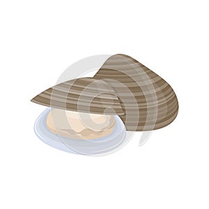 Fresh seafood ingredient clams cartoon vector isolated illustration