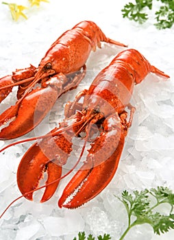 Fresh seafood lobster