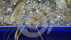 fresh seafood on a market in pattaya