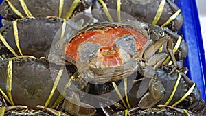 fresh seafood on a market in pattaya