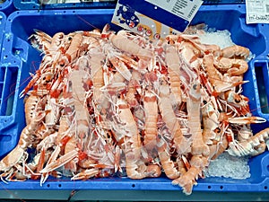 Fresh seafood Norway lobster on ice at the Isla Crsitina fish market, Huelva, Spain