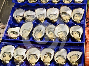 Fresh seafood oysters being sold in victoria market