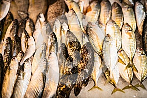 Fresh seafood placed on ice trays for sale in Lan Po Naklua market - Pattaya