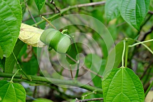 Fresh seed, fruit of Sacha inchi or Inca peanut