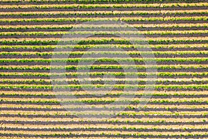 Fresh seedlings of agricultural plants on plantings in the fields, aerial view