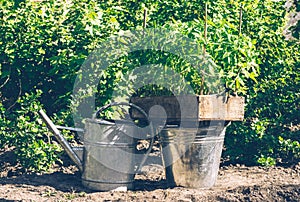 Fresh seedlings before planting and a rustic spring garden