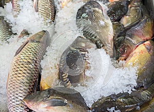 Fresh serranidae and cyprinus or typical carps on ice at the ci