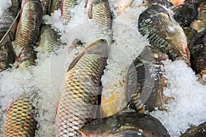 Fresh serranidae and cyprinus or typical carps on ice at the ci