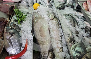 Fresh serranidae and cyprinus or typical carps on ice