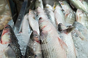 Fresh serranidae on ice at the city market