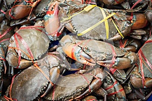 Fresh serrated mud crabs prepare to sell on street food market, Giant Mud Crabs, SERRATED MUD CRAB, Scylla serrata photo