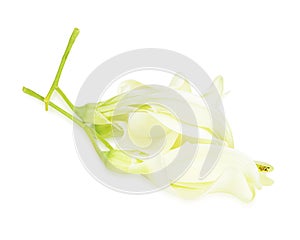 Fresh sesbania grandiflora on white background