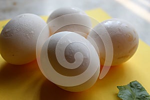 Fresh Set of chicken`s white Eggs display on colorful background