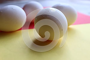 Fresh Set of chicken`s white Eggs display on colorful background