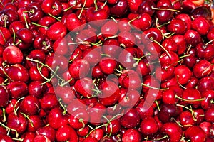 Fresh set of Red cherries