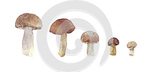 Fresh set of watercolor mushrooms. Brown cap boletus.
