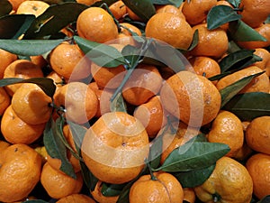 Fresh shantang Mandarin fruits with green leaves