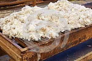 Fresh sheared wool