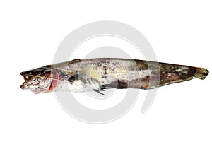 Fresh sheatfish photo