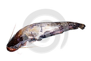 Fresh sheatfish (catfish ) isolated on a white