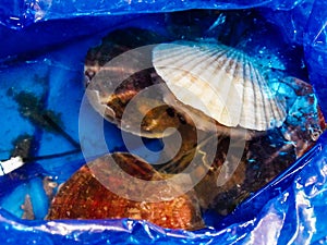 Fresh shell fish at the Tsukiji Fish Market in Tokyo