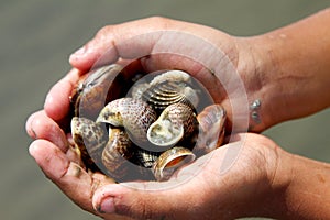 Fresh shell in mangrove forest