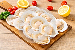 fresh shell scallop