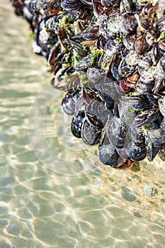 Fresh shellfisch in water