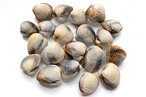 Fresh shells, cerastoderma edule photo