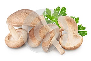 Fresh Shiitake mushroom isolated on white background with clipping path and full depth of field.