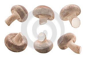 Fresh Shiitake mushrooms (Lentinula edodes)  isolated photo