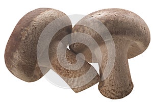 Fresh Shiitake mushrooms (Lentinula edodes) isolated