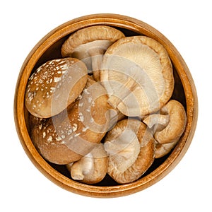 Fresh shiitake mushrooms, Lentinula edodes, in a wooden bowl photo
