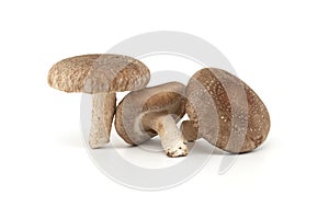 Fresh shiitake mushrooms over white background